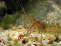 /album/macrobrachium-dayanum/p4101153-jpg/