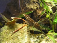 /album/macrobrachium-dayanum/p8061364-jpg/