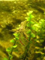 /album/macrobrachium-dayanum/p8061388-jpg/