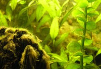 /album/macrobrachium-dayanum/p8061395-jpg/